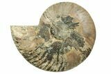Cut & Polished Ammonite Fossil (Half) - Madagascar #223212-1